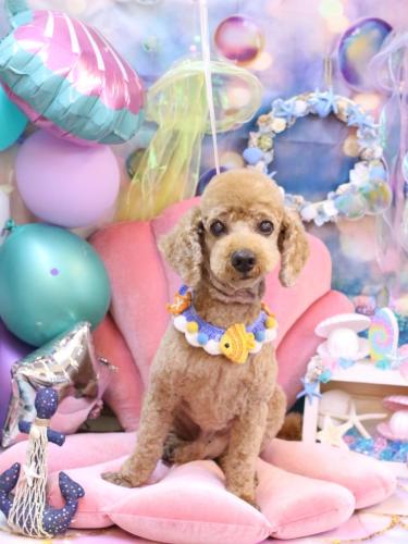 20240817ノンくん